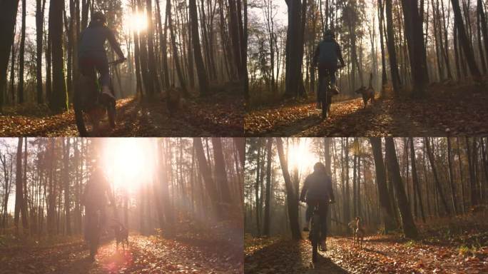 镜头光晕:在金色的秋光中，骑自行车的人沿着树叶覆盖的森林小路骑行