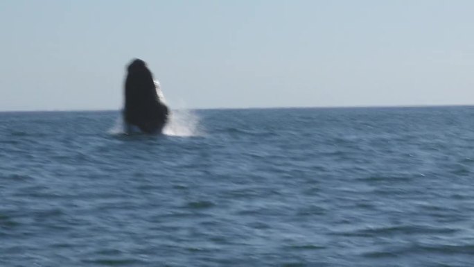 在南非赫曼努斯，一只顽皮的南露脊鲸在水面上冲破水面，造成了令人难以置信的水花，距离很近。惊人的。