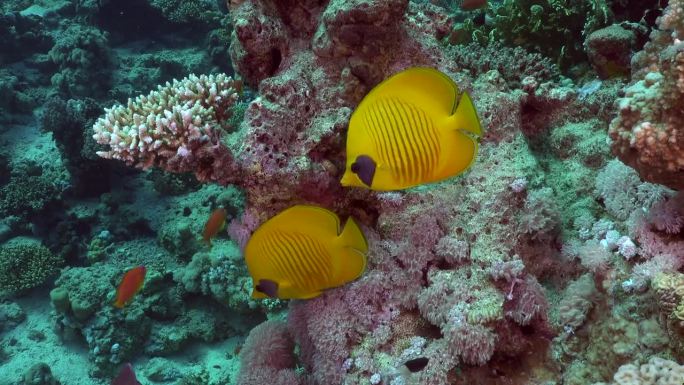 两条黄色的蝴蝶鱼在红海的礁石上游泳