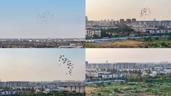 航拍鸟类飞行鸟群城市建筑