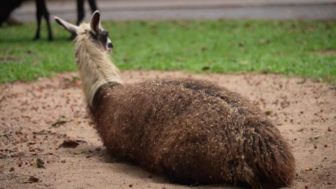 驼羊卧沙 动物园素材