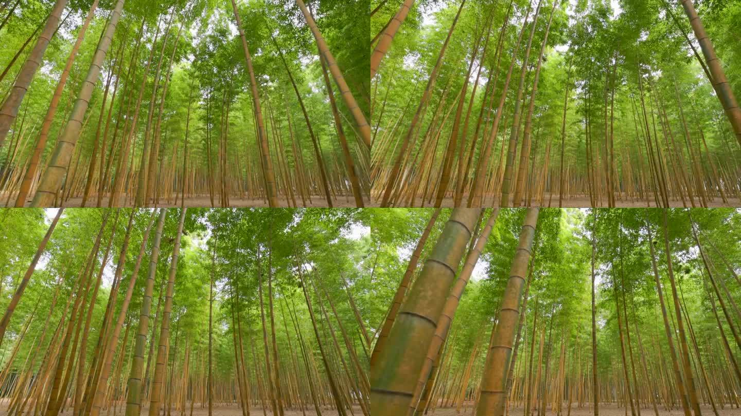 鲜绿竹林穿过竹林