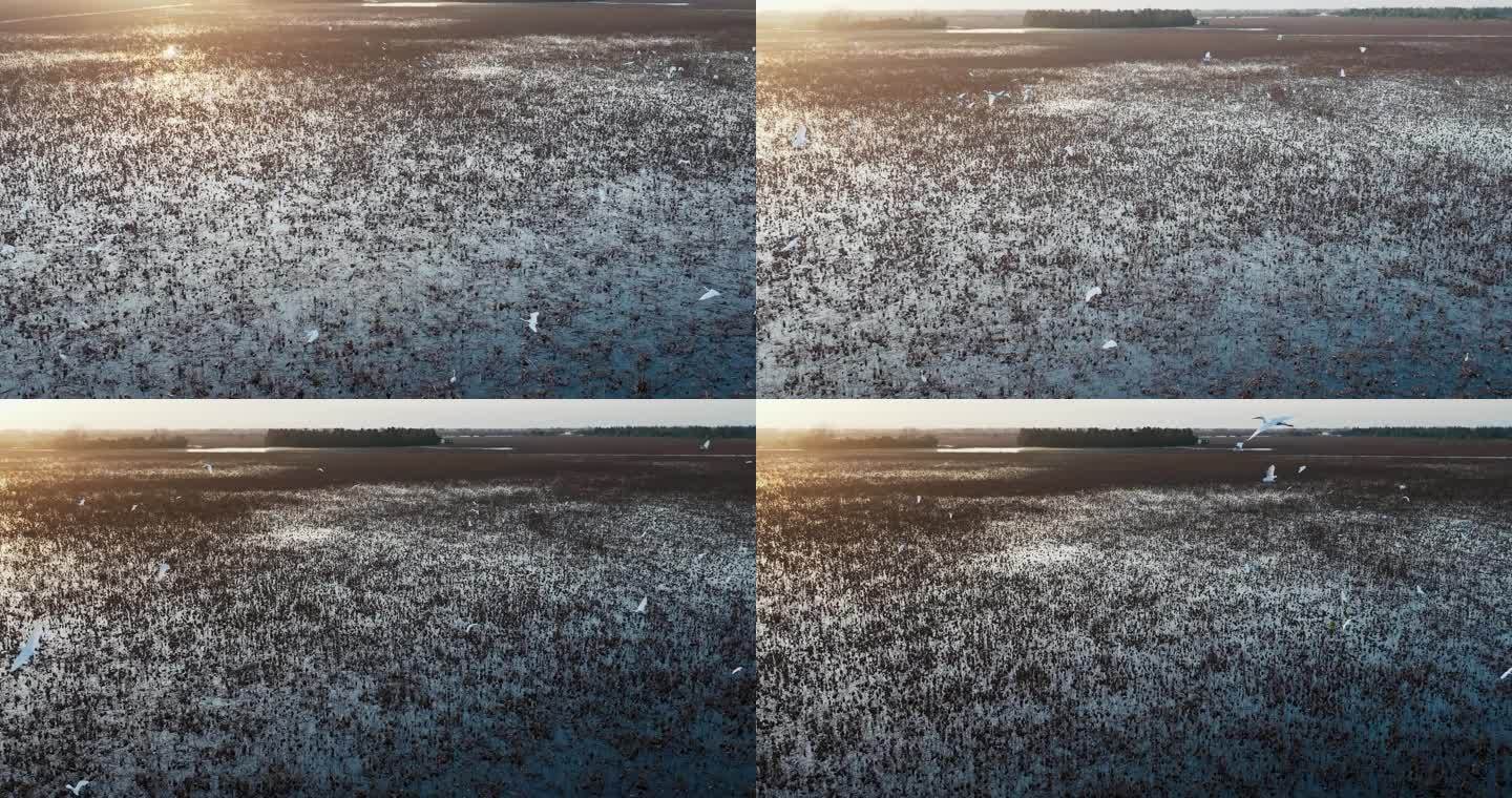4K冬天傍晚湿地飞翔的大群白鹭升格