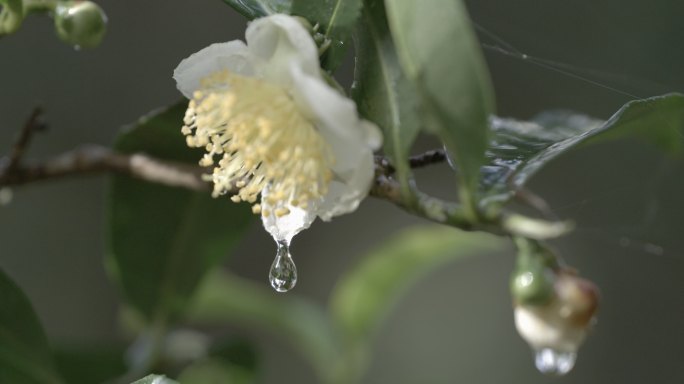 茶茶叶水滴滴水普洱古树茶茶花茶红茶绿茶茶