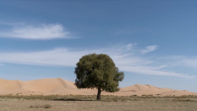 4KH265-库布齐沙漠大树蓝天白云延时