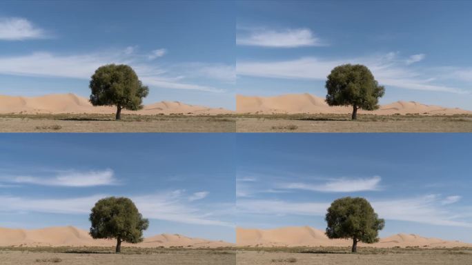 4KH265-库布齐沙漠大树蓝天白云延时