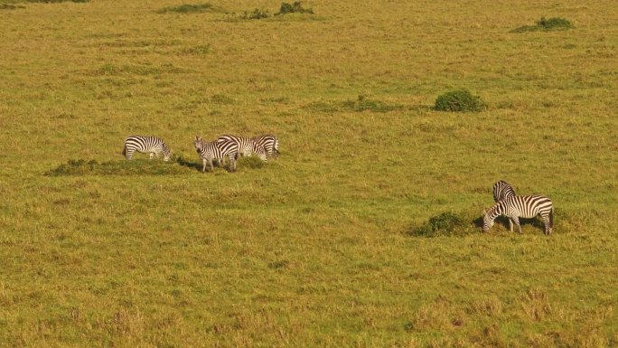 一群斑马在广阔空旷的稀树草原上的航拍照片，马赛马拉的非洲野生动物乘坐热气球，肯尼亚，马赛马拉的非洲野