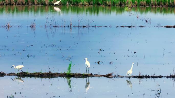 稻田中的白鹤生态自然环保