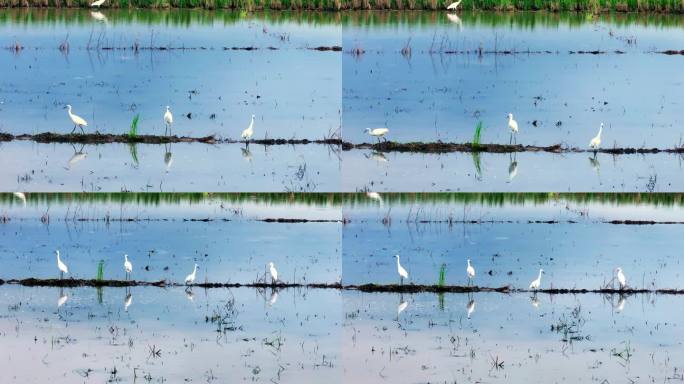 稻田中的白鹤生态自然环保
