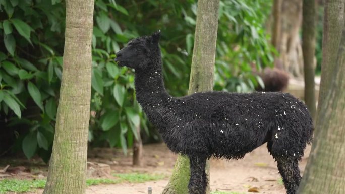 4k画质羊驼驼羊吃草动物园动物素材