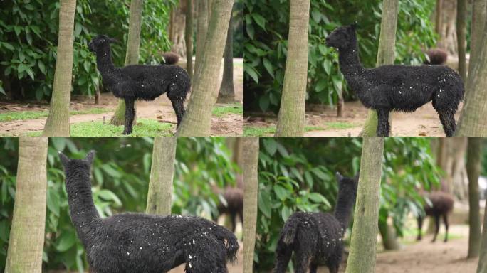 4k画质羊驼驼羊吃草动物园动物素材