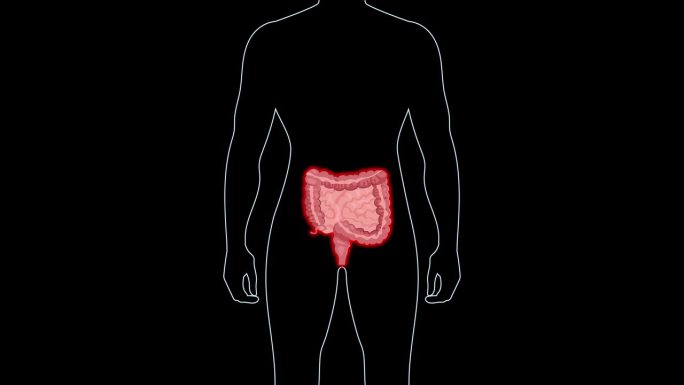 肠道疾病的医学动画。人体，黑色背景上的红色器官。医学技术理念。4 k循环。