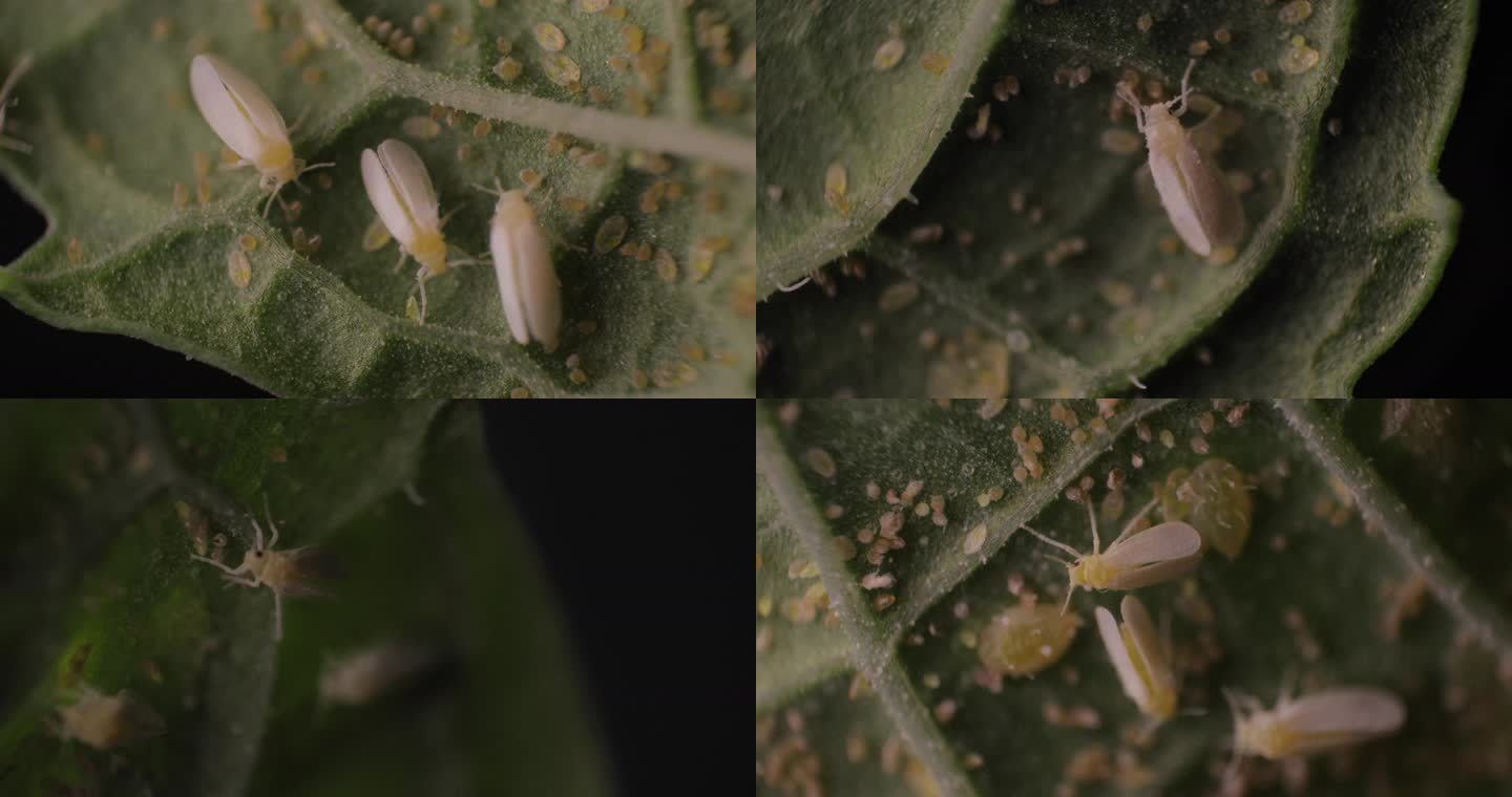 农业园艺害虫防治粉虱-微观摄影-显微摄影