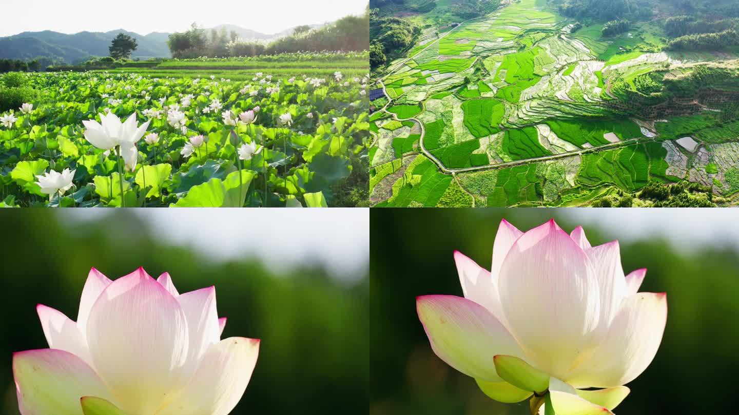 荷花 荷叶 莲花 唯美景色 意境 盛夏