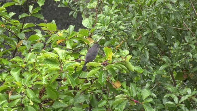 雨后林中站立枝头的小鸟