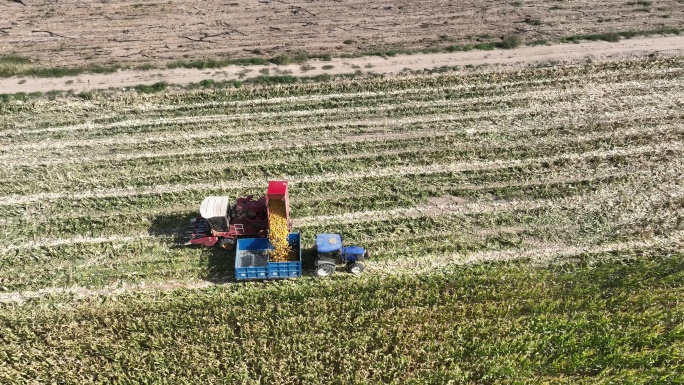 金秋玉米制种喜获丰收 机械收割 甘肃张掖