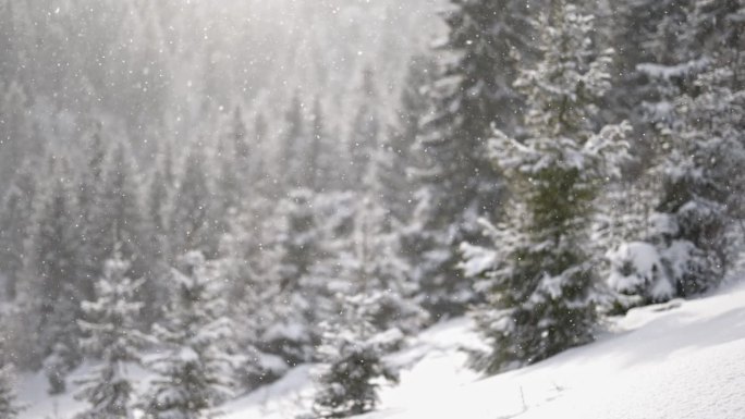 雪花飘落的慢动作镜头，背景是白雪覆盖的树木。冬季雪景