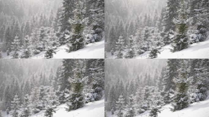 雪花飘落的慢动作镜头，背景是白雪覆盖的树木。冬季雪景