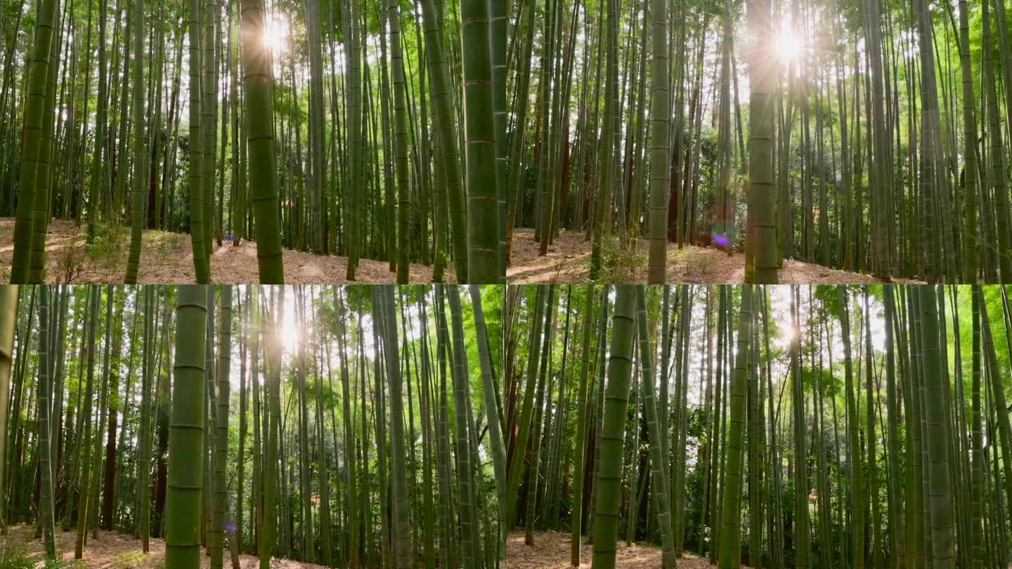 鲜绿竹林速生清洁