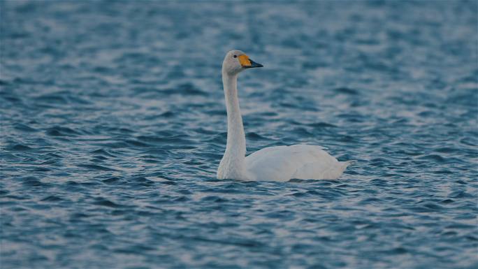 赛里木湖中悠闲的天鹅