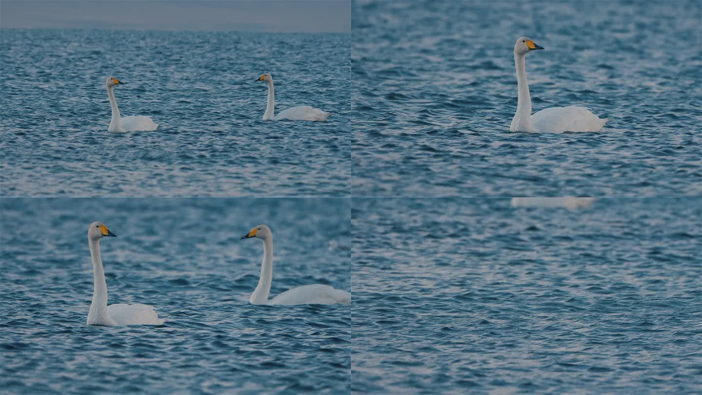 赛里木湖中悠闲的天鹅