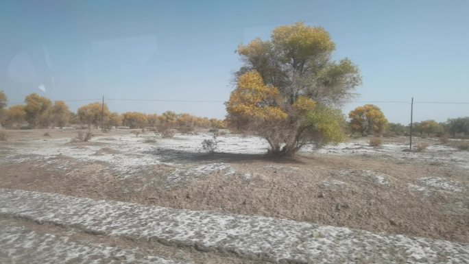 新疆 沿途 树林 初雪 晴空