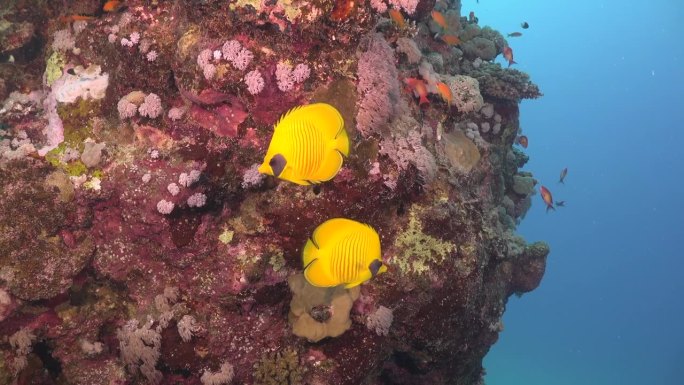 在红海的大珊瑚岩周围游泳的黄蝴蝶鱼