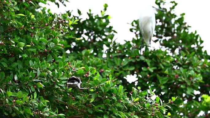 树枝上黑领椋鸟