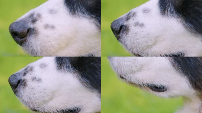 狗嗅鼻子的高角度特写镜头。狗在看画面的左边。用相机跟随机头，浅景深。