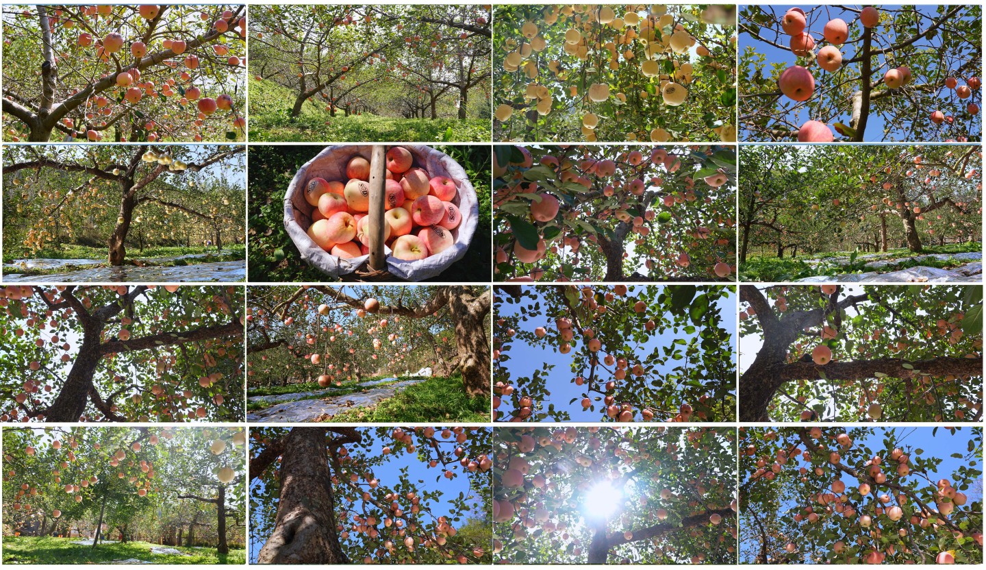 秋天果园里苹果丰收农业种植水果乡村振兴