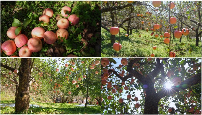 秋天果园里苹果丰收农业种植水果乡村振兴