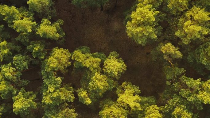 无人机在春天雾蒙蒙的绿色松叶林上空飞行。春日晚霞中绿色松针林景观鸟瞰图。俯视图从态度。森林上的阳光