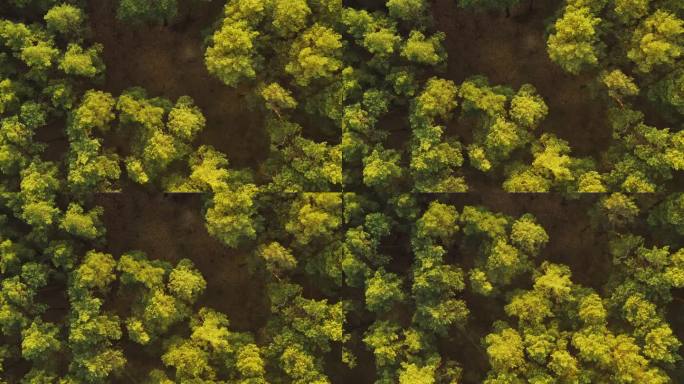 无人机在春天雾蒙蒙的绿色松叶林上空飞行。春日晚霞中绿色松针林景观鸟瞰图。俯视图从态度。森林上的阳光