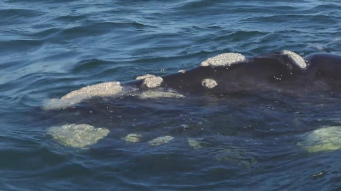 南非赫曼努斯，一头长着老茧的大南露脊鲸浮到水面呼吸并排出水