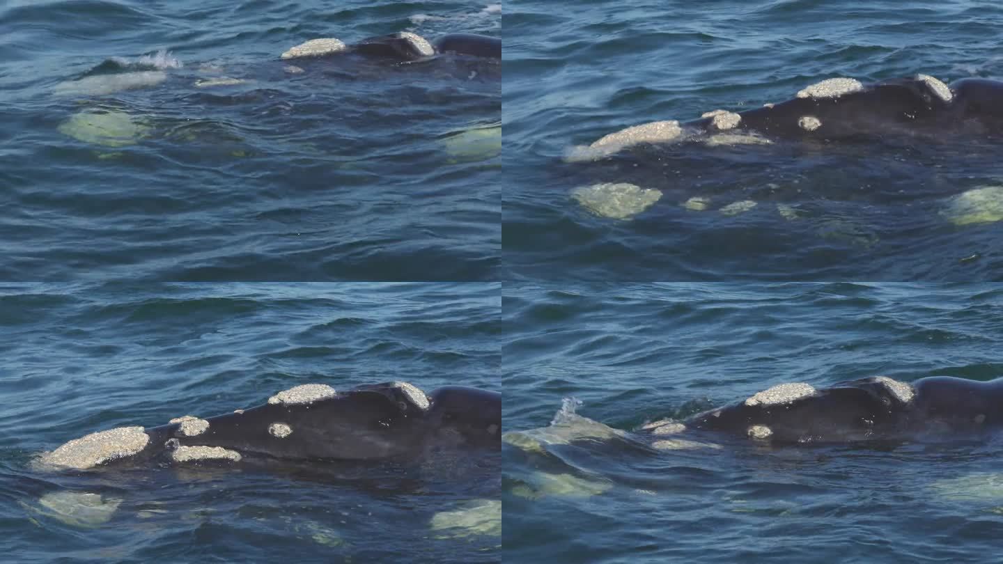 南非赫曼努斯，一头长着老茧的大南露脊鲸浮到水面呼吸并排出水