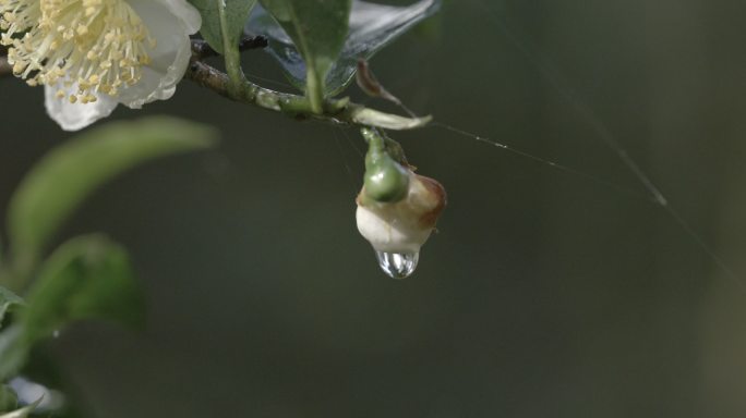 茶茶叶水滴滴水普洱古树茶茶花茶红茶绿茶茶