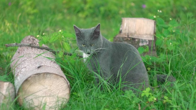 猫在公园里吃草。猫维生素。自然毛球处理，白灰猫在户外吃新鲜燕麦。的情绪。副本的空间。宠物健康概念。家