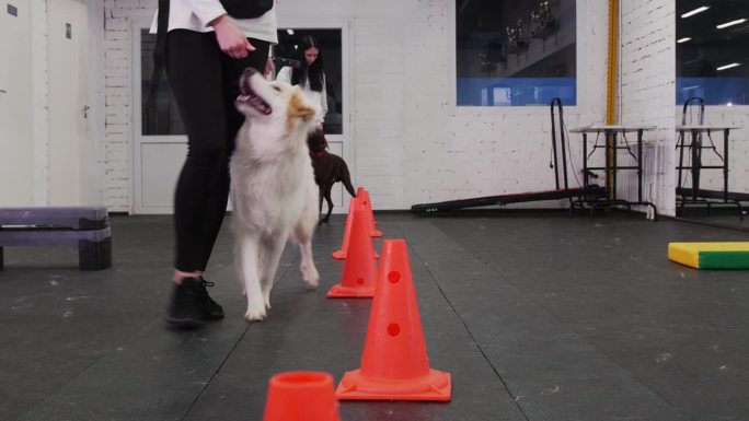 室内狗狗训练区——正在训练的金毛猎犬和棕色德国猎犬在女主人的牵引下绕过路障，扮演障碍物的角色