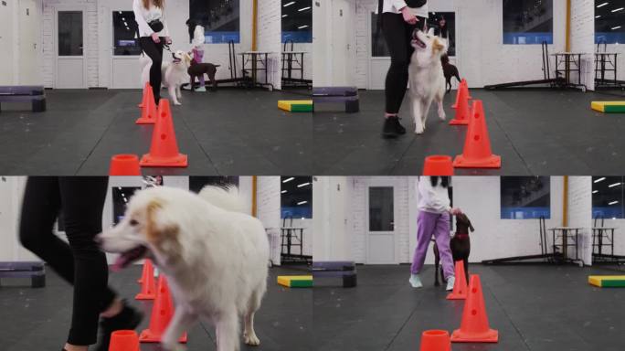 室内狗狗训练区——正在训练的金毛猎犬和棕色德国猎犬在女主人的牵引下绕过路障，扮演障碍物的角色