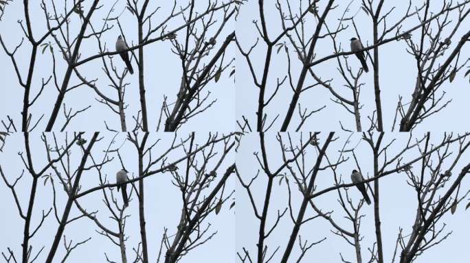 寒风中树枝头上的小鸟