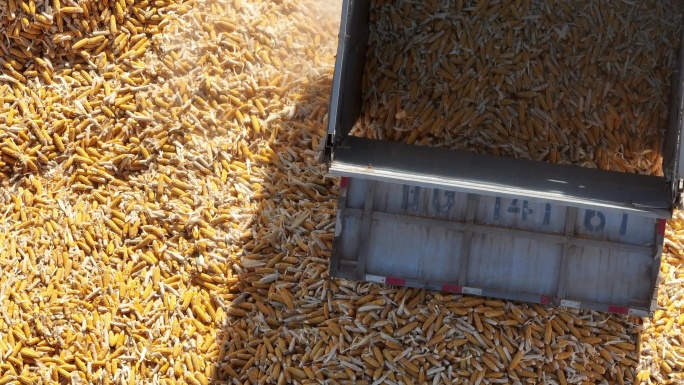 玉米制种加工企业 甘肃张掖