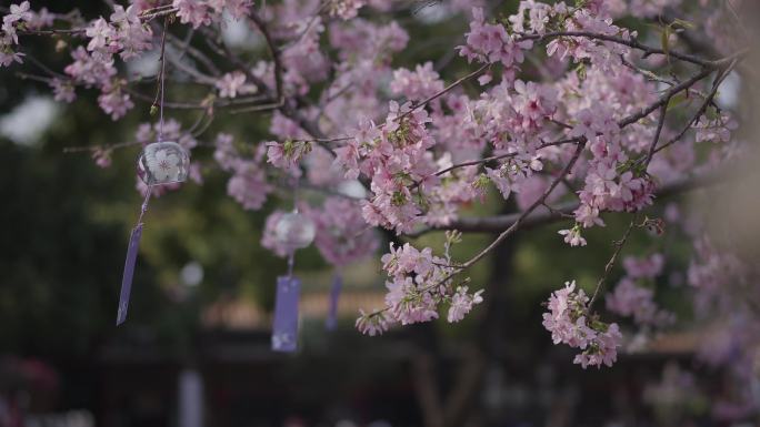 樱花盛开