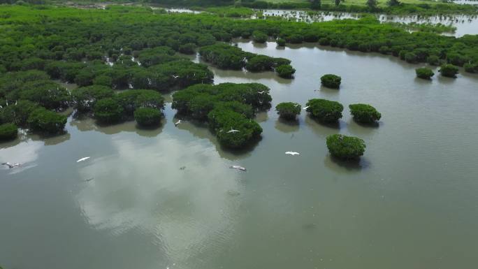 红树林国家湿地公园红树林白鹭飞翔