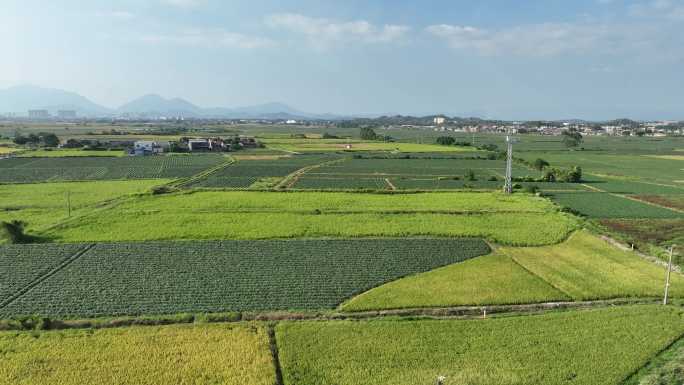 秋天农村稻田