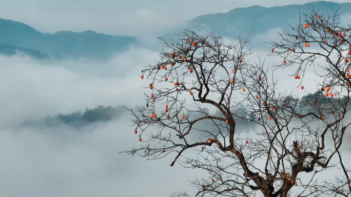 【4K】高山云海柿子树