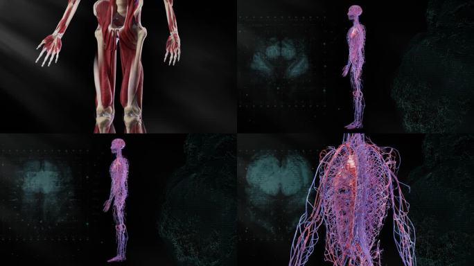 AE人体解剖 人体组织 人体器官 医学