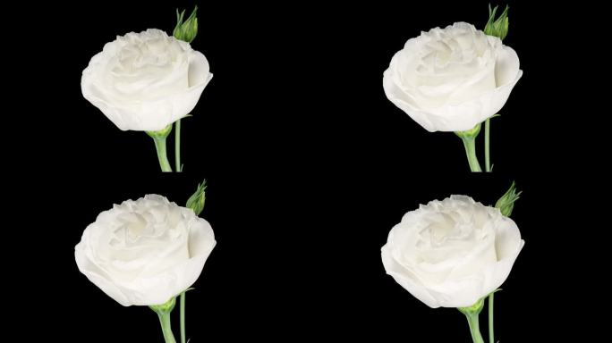 美丽的白色百合花黑色背景近距离拍摄。日本玫瑰天然色