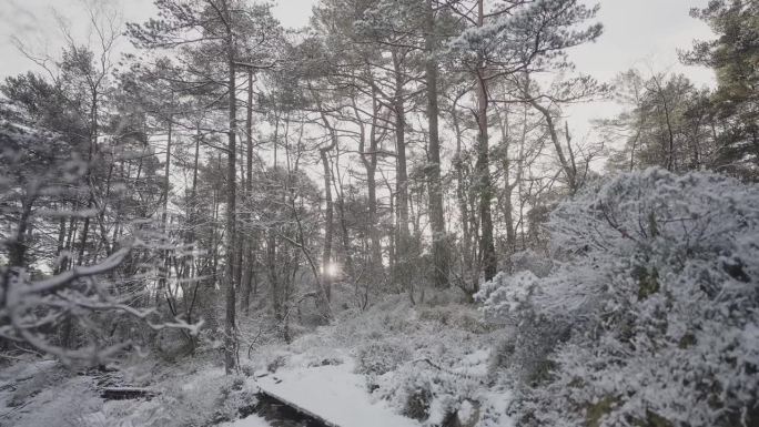 挪威的户外景观:冬季森林景观与雪