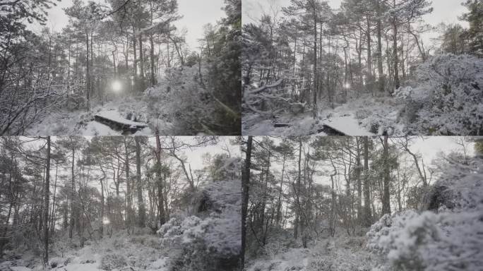 挪威的户外景观:冬季森林景观与雪