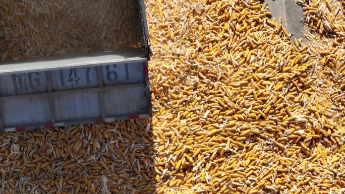 玉米制种加工企业 甘肃张掖
